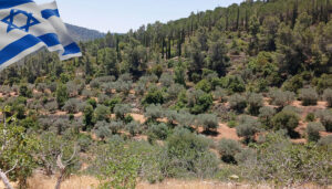 KKL forest Jerusalem hills