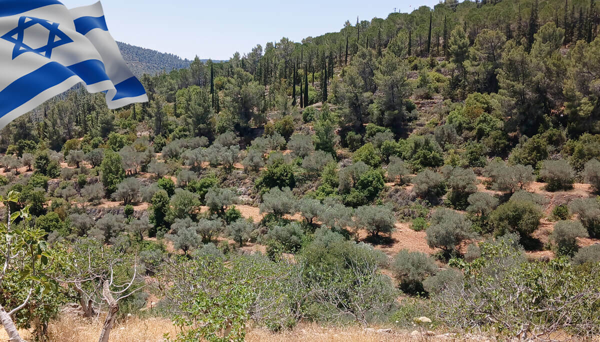 KKL forest Jerusalem hills