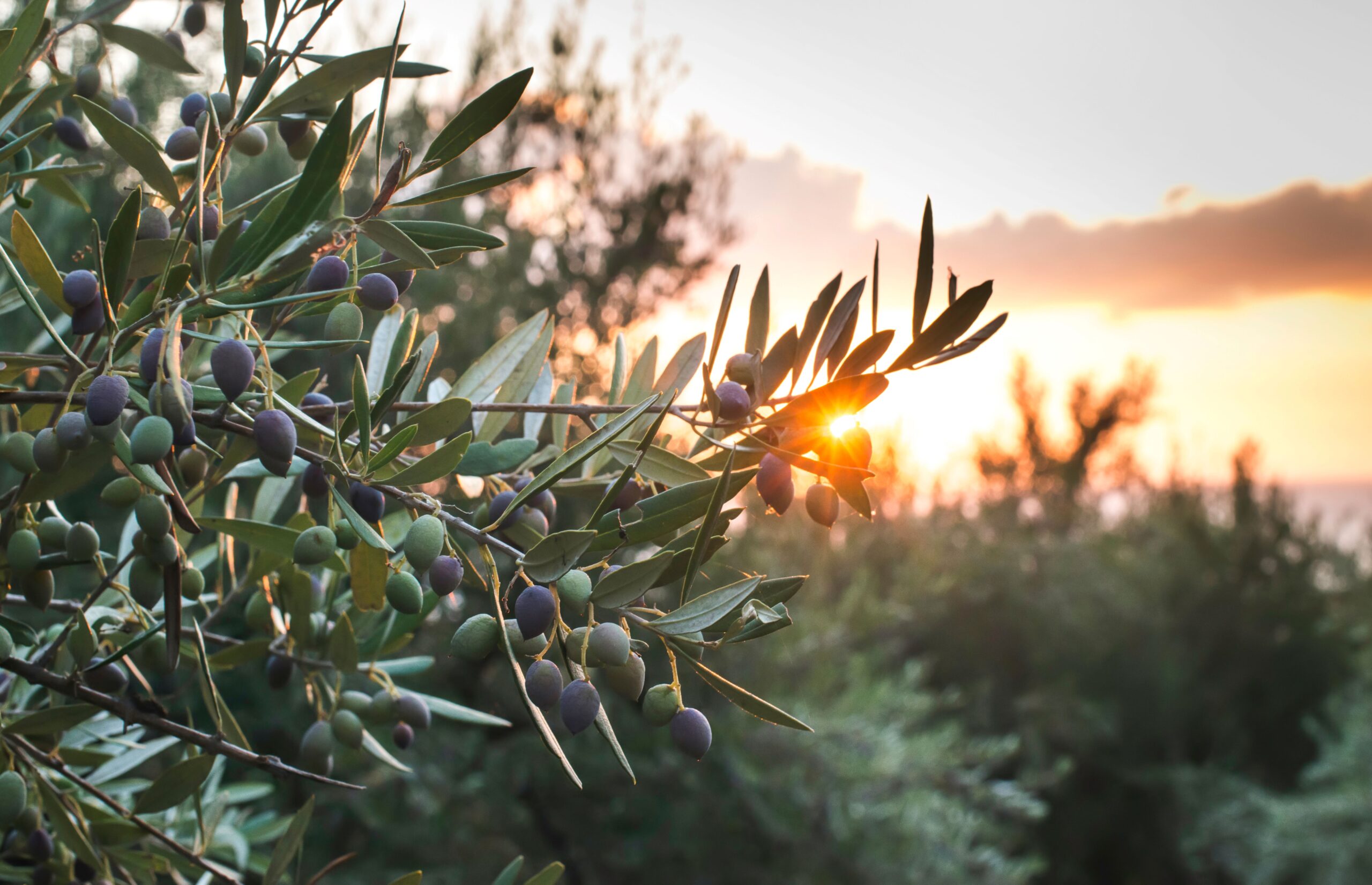 Israeli olive tree