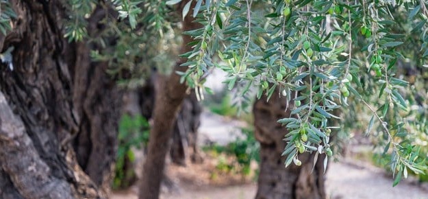 Olive trees in Israel Judaica webstore