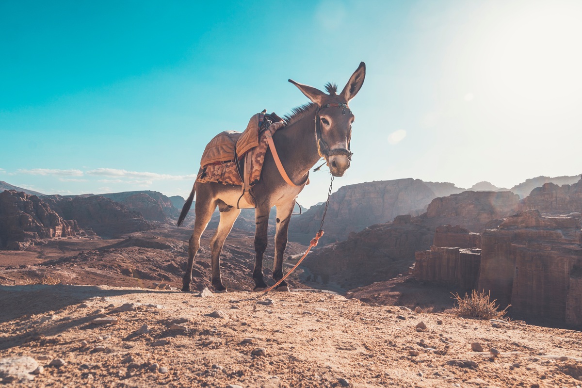 Donkey in the Desert
