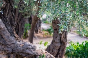 Olive trees