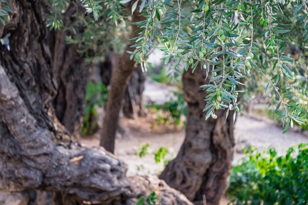 Olive trees