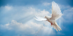 White Dove