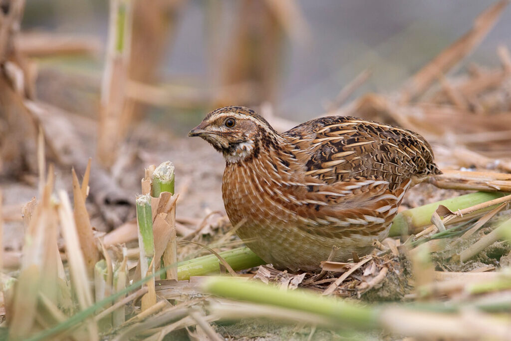 Quail in the Desert